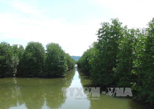 Khánh Hòa trồng thêm 400 ha rừng ngập mặn vùng ven biển 